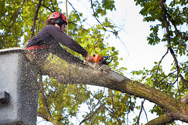 Reliable Swartzville, PA Tree Services Solutions